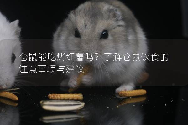 仓鼠能吃烤红薯吗？了解仓鼠饮食的注意事项与建议