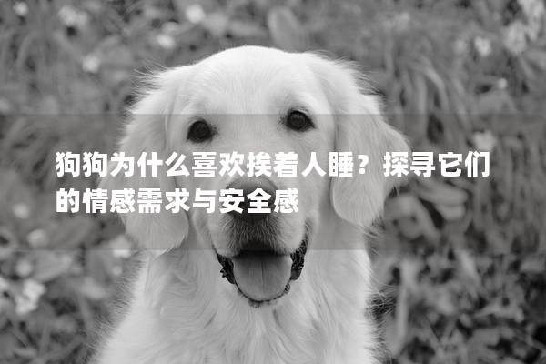 狗狗为什么喜欢挨着人睡？探寻它们的情感需求与安全感