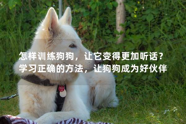 怎样训练狗狗，让它变得更加听话？学习正确的方法，让狗狗成为好伙伴