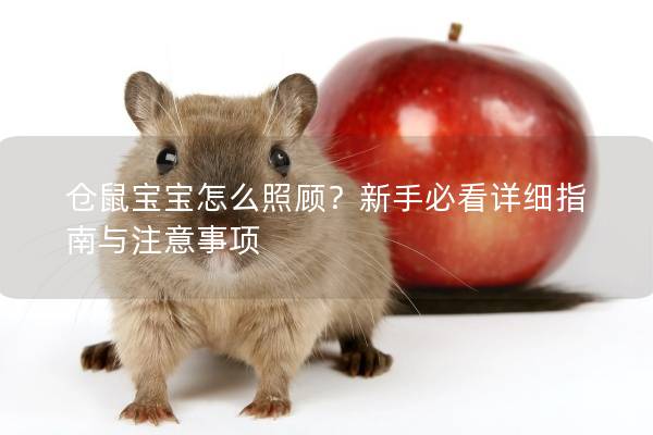 仓鼠宝宝怎么照顾？新手必看详细指南与注意事项