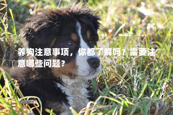 养狗注意事项，你都了解吗？需要注意哪些问题？