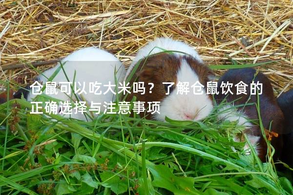 仓鼠可以吃大米吗？了解仓鼠饮食的正确选择与注意事项