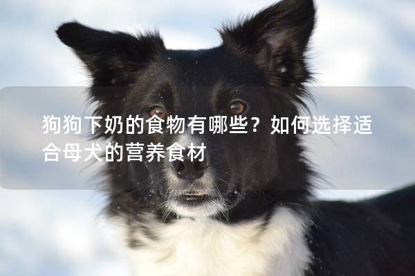 狗狗下奶的食物有哪些？如何选择适合母犬的营养食材