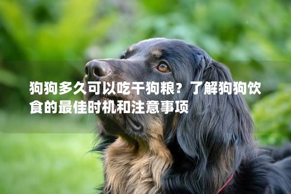 狗狗多久可以吃干狗粮？了解狗狗饮食的最佳时机和注意事项