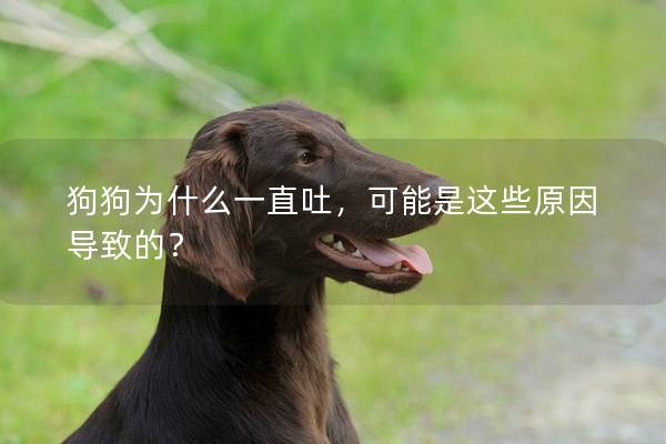狗狗为什么一直吐，可能是这些原因导致的？