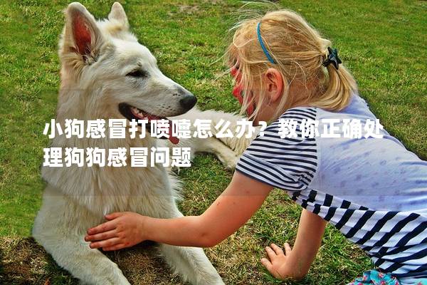 小狗感冒打喷嚏怎么办？教你正确处理狗狗感冒问题