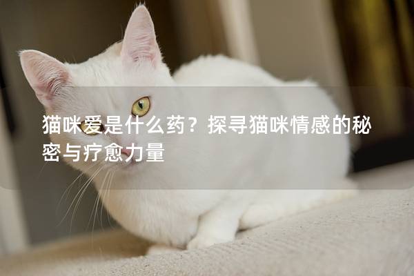 猫咪爱是什么药？探寻猫咪情感的秘密与疗愈力量