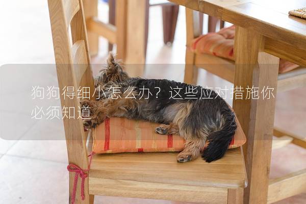 狗狗得细小怎么办？这些应对措施你必须知道
