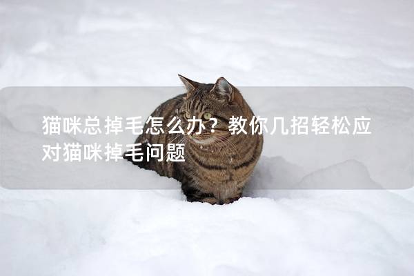 猫咪总掉毛怎么办？教你几招轻松应对猫咪掉毛问题