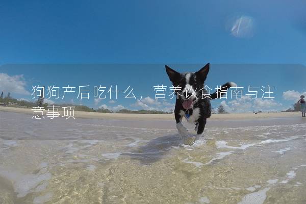 狗狗产后吃什么，营养饮食指南与注意事项