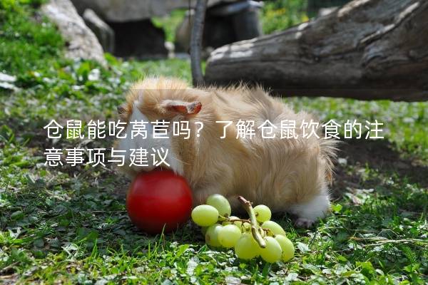 仓鼠能吃莴苣吗？了解仓鼠饮食的注意事项与建议