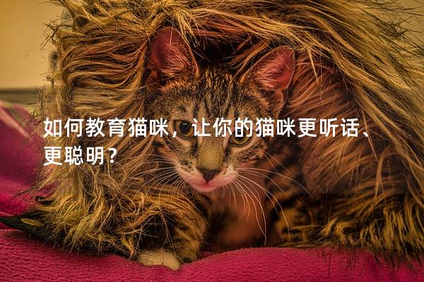 如何教育猫咪，让你的猫咪更听话、更聪明？