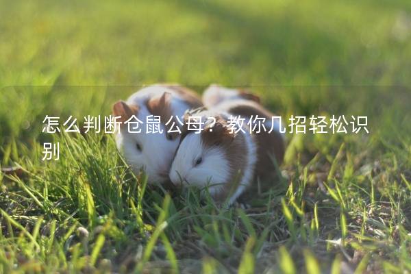 怎么判断仓鼠公母？教你几招轻松识别