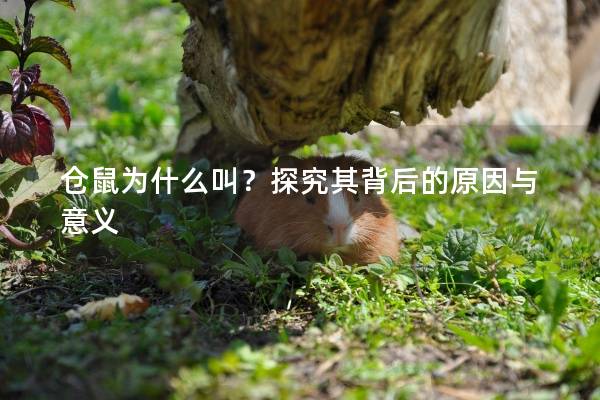 仓鼠为什么叫？探究其背后的原因与意义