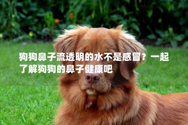 狗狗鼻子流透明的水不是感冒？一起了解狗狗的鼻子健康吧