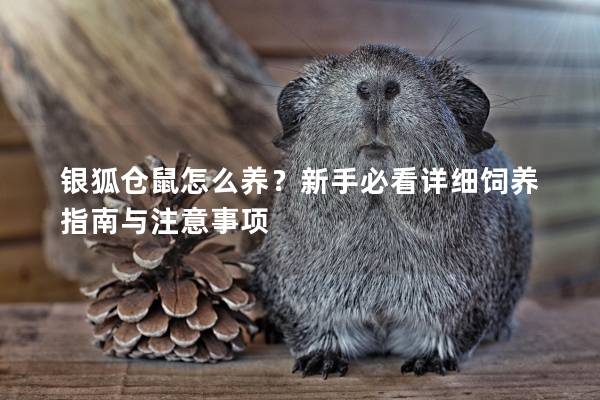 银狐仓鼠怎么养？新手必看详细饲养指南与注意事项