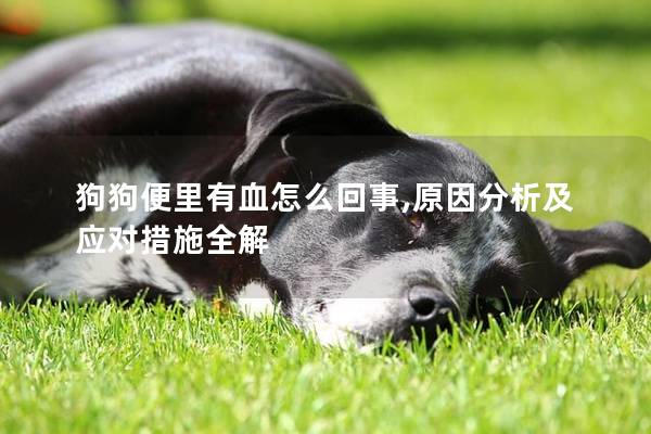 狗狗便里有血怎么回事,原因分析及应对措施全解