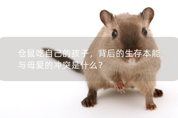 仓鼠吃自己的孩子，背后的生存本能与母爱的冲突是什么？
