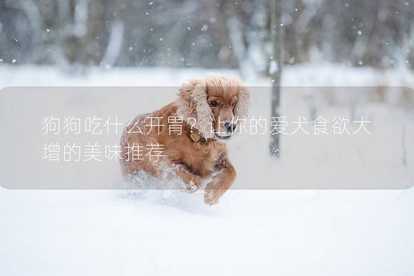 狗狗吃什么开胃？让你的爱犬食欲大增的美味推荐