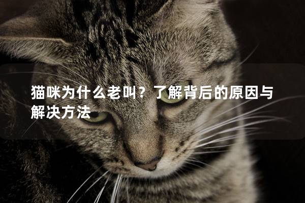 猫咪为什么老叫？了解背后的原因与解决方法