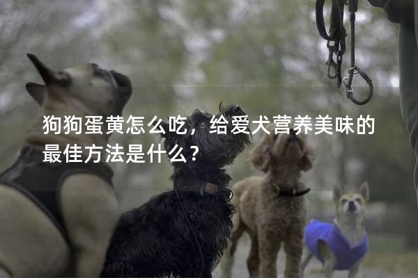 狗狗蛋黄怎么吃，给爱犬营养美味的最佳方法是什么？