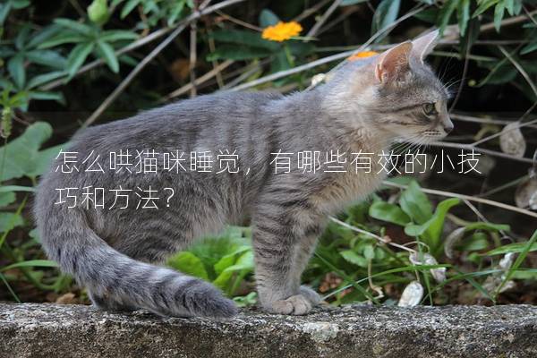 怎么哄猫咪睡觉，有哪些有效的小技巧和方法？