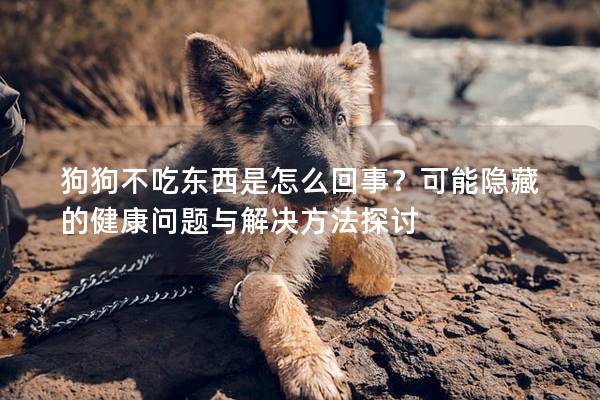 狗狗不吃东西是怎么回事？可能隐藏的健康问题与解决方法探讨