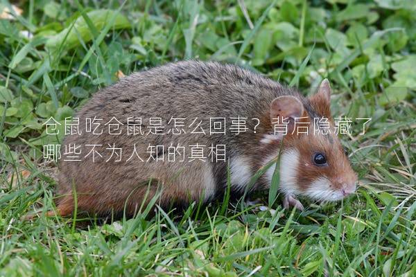 仓鼠吃仓鼠是怎么回事?背后隐藏了哪些不为人知的真相 仓鼠吃仓鼠是怎么回事?背后隐藏了哪些不为人知的真相