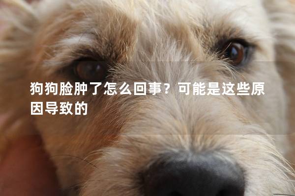 狗狗脸肿了怎么回事？可能是这些原因导致的