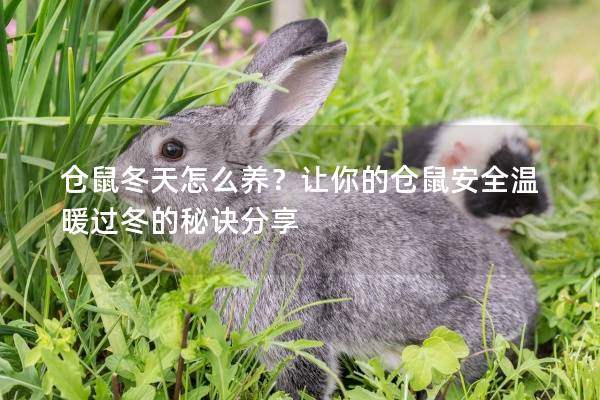 仓鼠冬天怎么养?让你的仓鼠安全温暖过冬的秘诀分享 仓鼠冬天怎么养?让你的仓鼠安全温暖过冬的秘诀分享