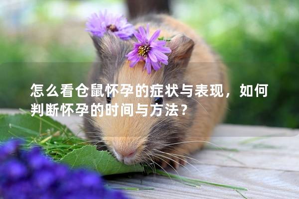 怎么看仓鼠怀孕的症状与表现，如何判断怀孕的时间与方法？