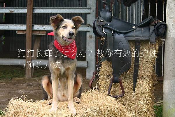 狗狗长痱子怎么办？教你有效的护理与预防方法