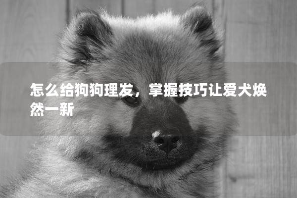 怎么给狗狗理发，掌握技巧让爱犬焕然一新