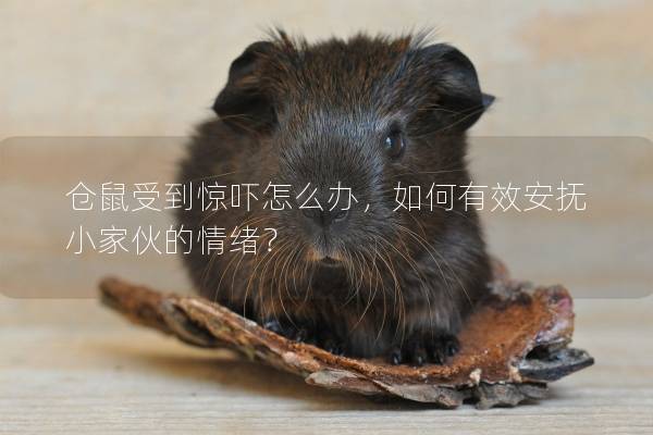 仓鼠受到惊吓怎么办，如何有效安抚小家伙的情绪？