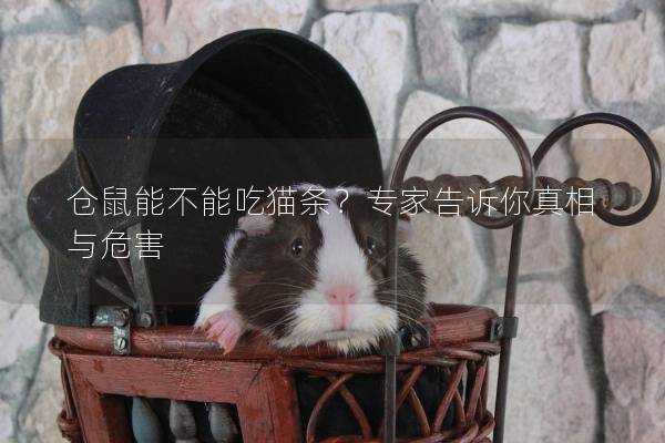 仓鼠能不能吃猫条？专家告诉你真相与危害