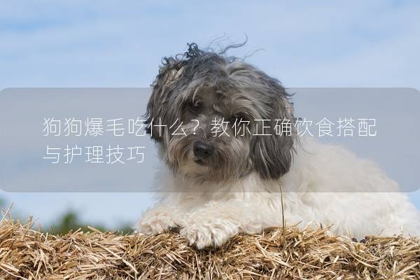 狗狗爆毛吃什么?教你正确饮食搭配与护理技巧 狗狗爆毛吃什么?教你正确饮食搭配与护理技巧