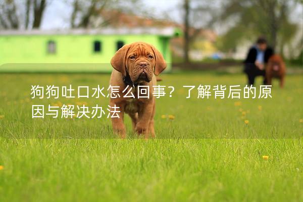 狗狗吐口水怎么回事？了解背后的原因与解决办法
