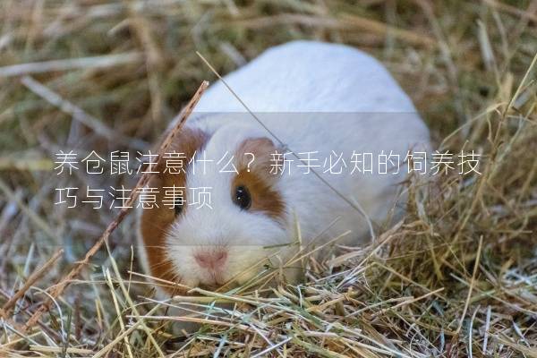 养仓鼠注意什么？新手必知的饲养技巧与注意事项