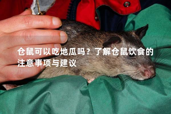 仓鼠可以吃地瓜吗？了解仓鼠饮食的注意事项与建议