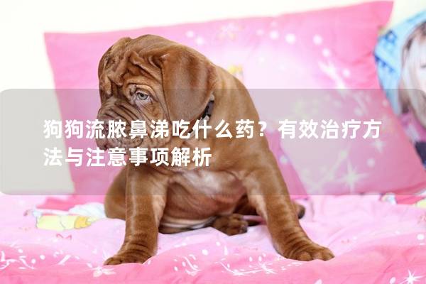 狗狗流脓鼻涕吃什么药？有效治疗方法与注意事项解析
