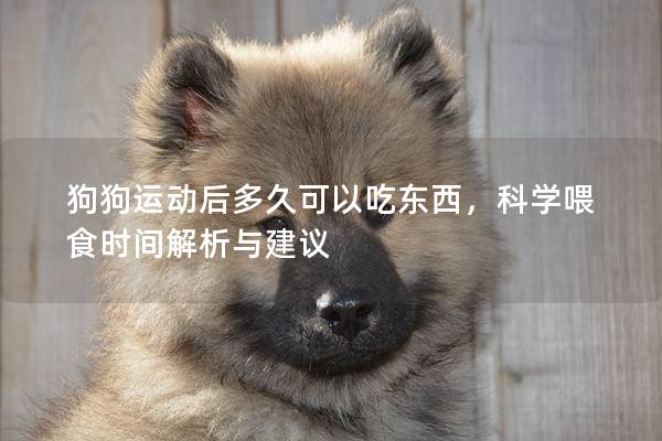 狗狗运动后多久可以吃东西，科学喂食时间解析与建议