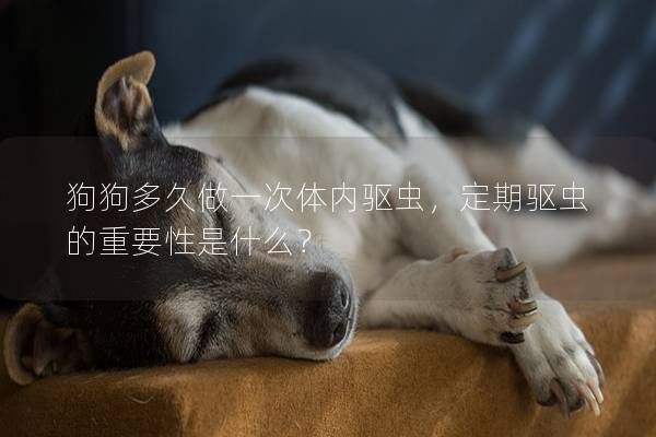 狗狗多久做一次体内驱虫，定期驱虫的重要性是什么？