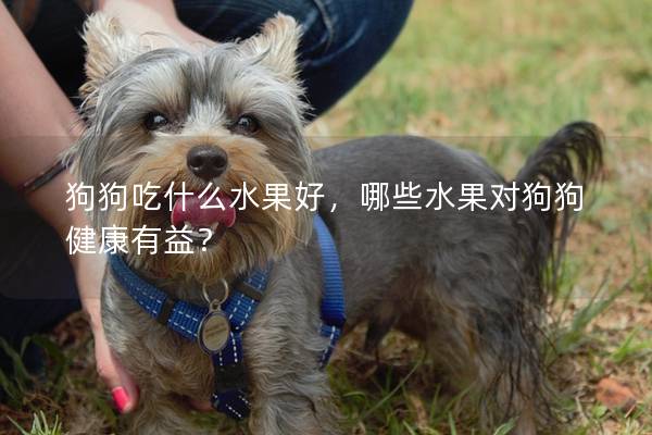 狗狗吃什么水果好，哪些水果对狗狗健康有益？