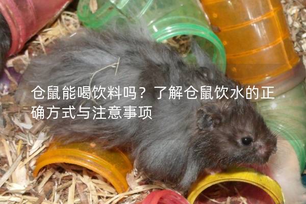 仓鼠能喝饮料吗？了解仓鼠饮水的正确方式与注意事项