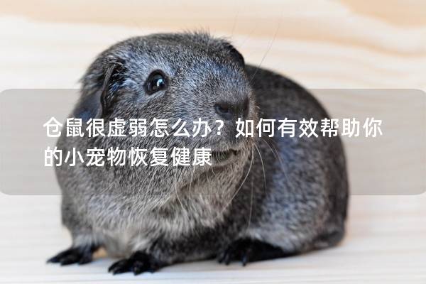 仓鼠很虚弱怎么办？如何有效帮助你的小宠物恢复健康