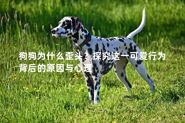 狗狗为什么歪头?探究这一可爱行为背后的原因与心理 狗狗为什么歪头?探究这一可爱行为背后的原因与心理