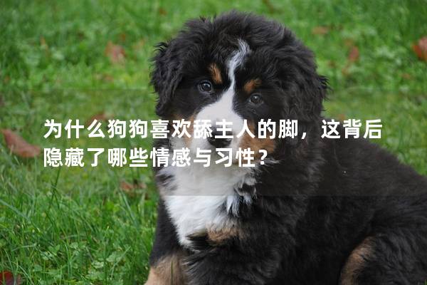 为什么狗狗喜欢舔主人的脚，这背后隐藏了哪些情感与习性？