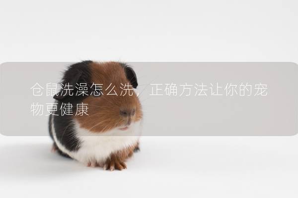 仓鼠洗澡怎么洗,正确方法让你的宠物更健康 仓鼠洗澡怎么洗,正确方法让你的宠物更健康