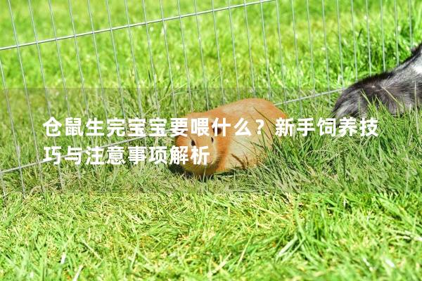 仓鼠生完宝宝要喂什么？新手饲养技巧与注意事项解析