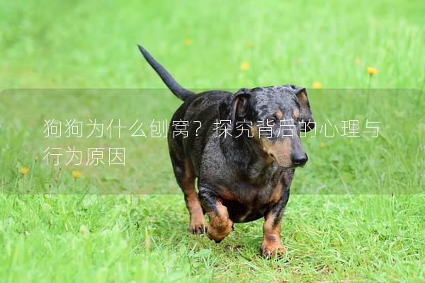 狗狗为什么刨窝?探究背后的心理与行为原因 狗狗为什么刨窝?探究背后的心理与行为原因